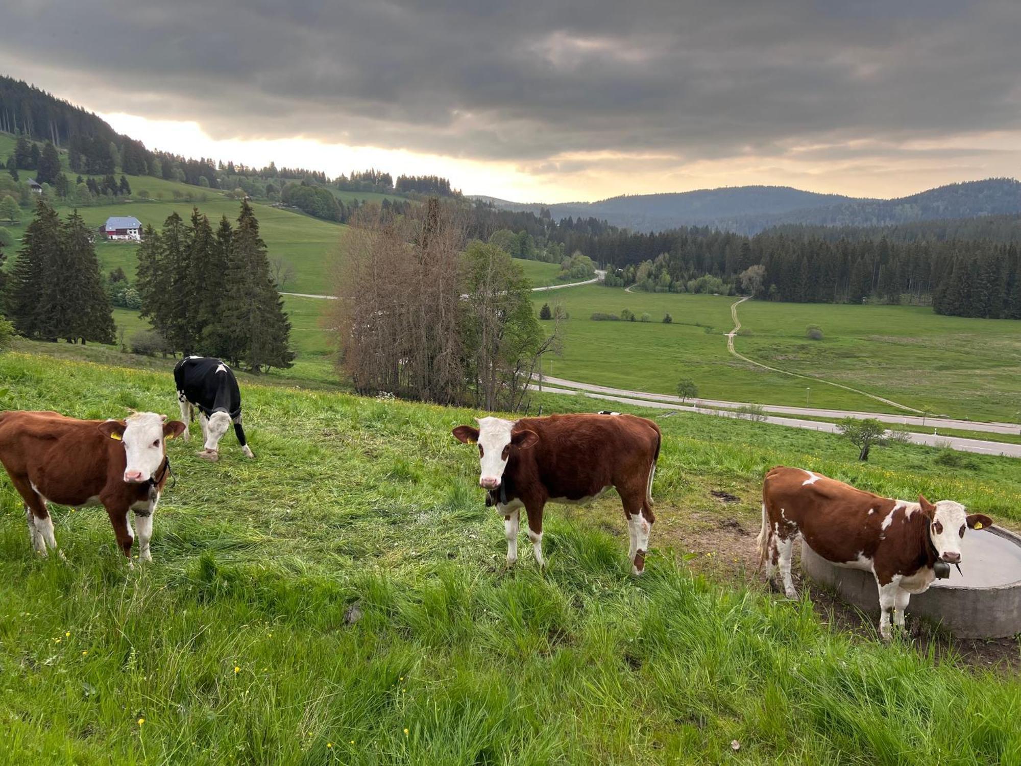 Schwarzwald-Hotel Kraeutle Feldberg  Exteriér fotografie